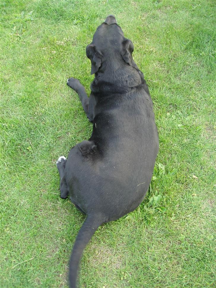 Blanding af racer Nala  R.I.P - ingen udf. - Jeg ligner bare en rullepølse.... billede 16
