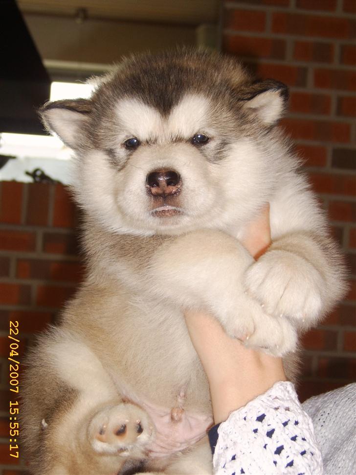 Alaskan malamute Yellow Snow's Brave Aslan - Aslan 5 uger gammel billede 5