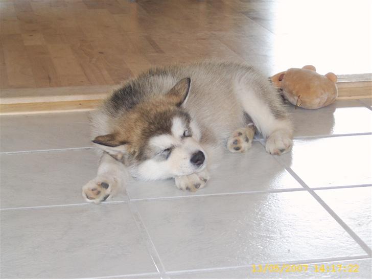 Alaskan malamute Yellow Snow's Brave Aslan billede 7