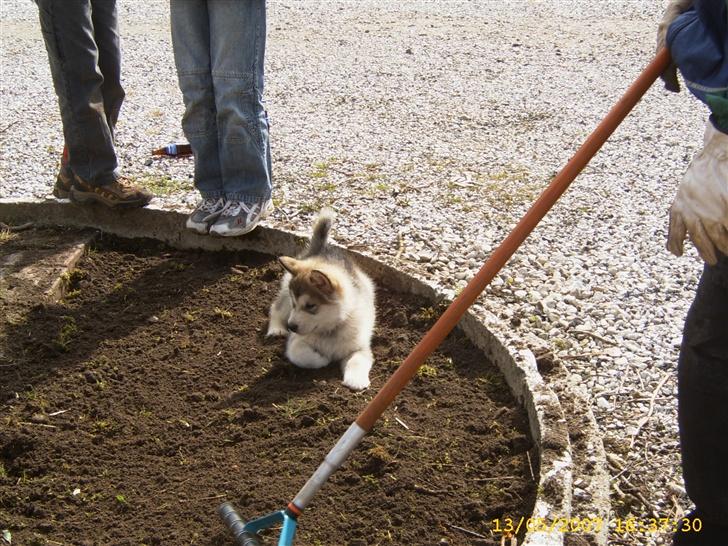 Alaskan malamute Yellow Snow's Brave Aslan - Øhhhh skal jeg ikk liiiige hjælpe lidt til billede 8