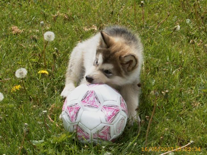 Alaskan malamute Yellow Snow's Brave Aslan - Hallo din dumme bold nu har jeg dig billede 9