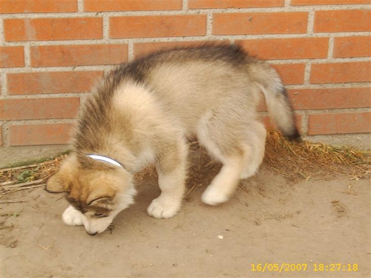 Alaskan malamute Yellow Snow's Brave Aslan - hov din dumme myre hvor blev du af billede 10