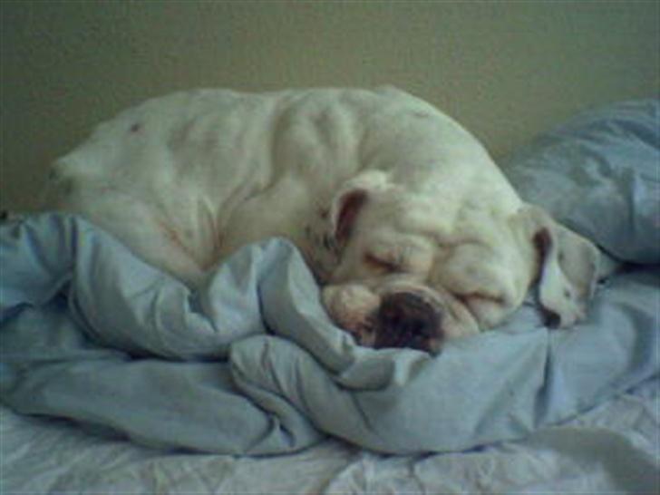 Olde english bulldogge Cæzar 'død' billede 17