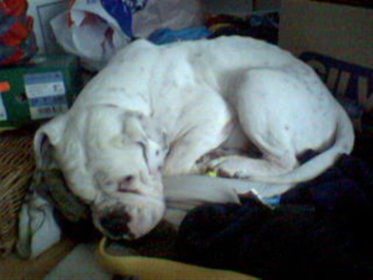 Olde english bulldogge Cæzar 'død' billede 18