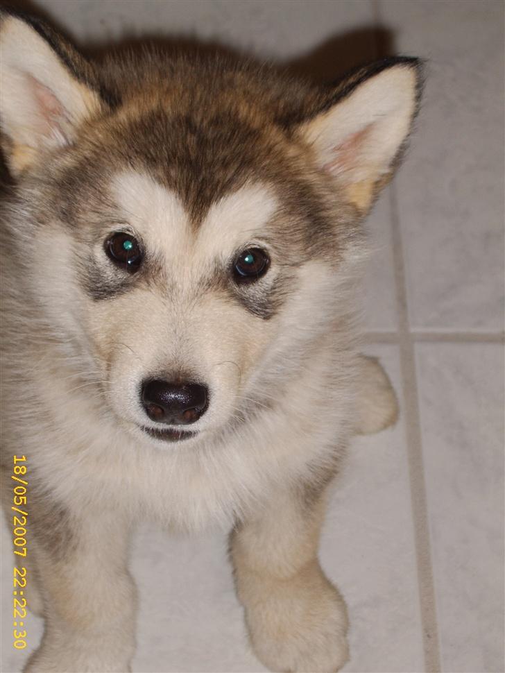 Alaskan malamute Yellow Snow's Brave Aslan - hvem sagde flagermus  billede 11