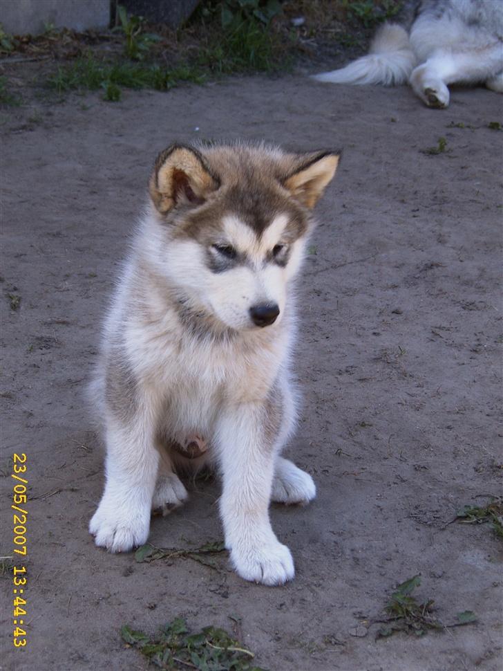 Alaskan malamute Yellow Snow's Brave Aslan - lille og uskyldig billede 12