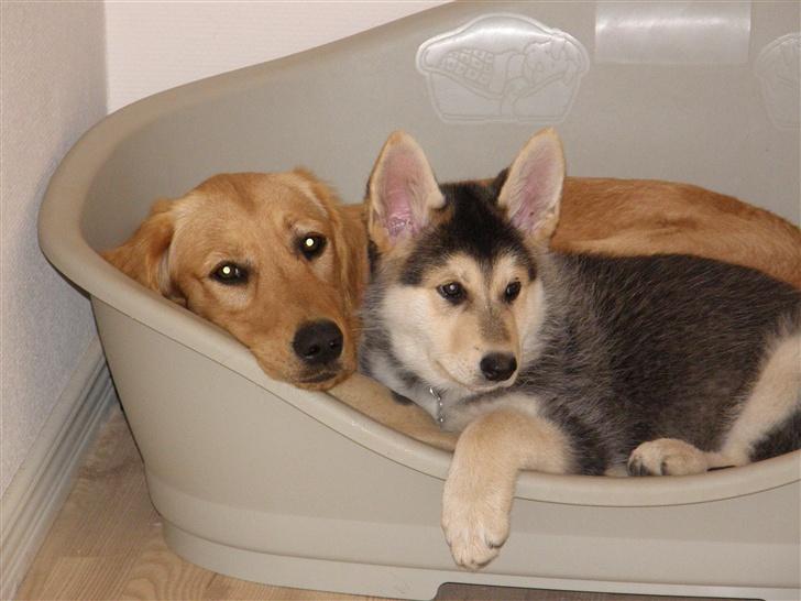 Blanding af racer Shiva *FÅET NYT HJEM* - Shiva & Sif billede 13