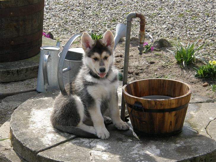 Blanding af racer Shiva *FÅET NYT HJEM* - Shiva billede 14