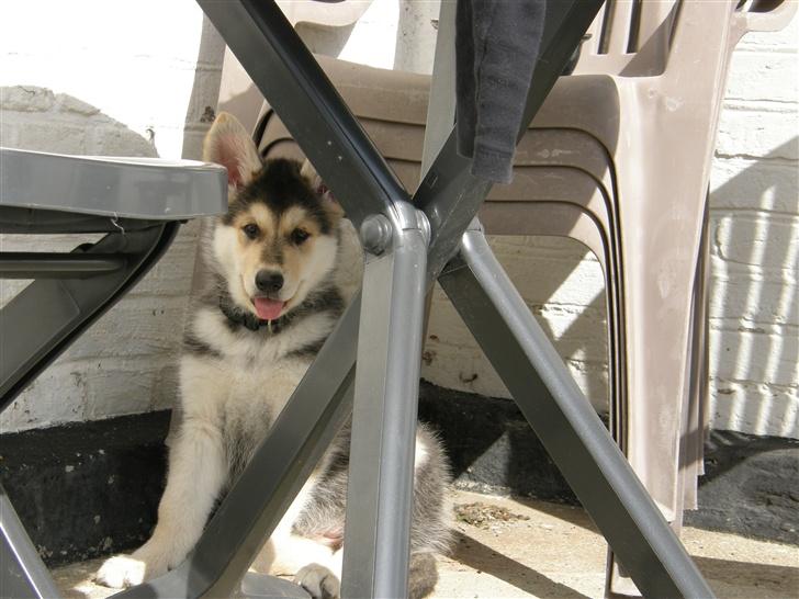 Blanding af racer Shiva *FÅET NYT HJEM* - Shiva 8 uger gammel. Første dag hos os billede 15