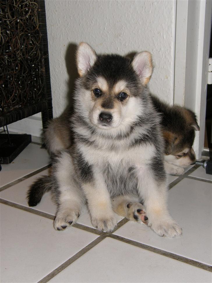 Blanding af racer Shiva *FÅET NYT HJEM* - Shiva 5 uger gammel billede 16