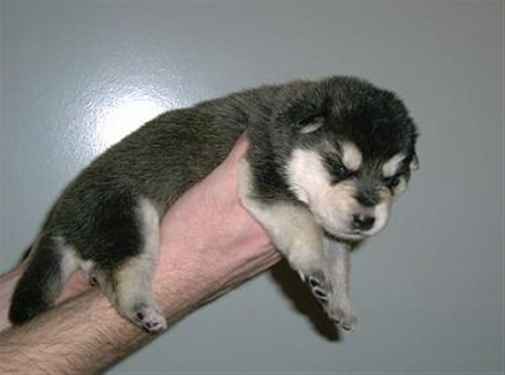 Blanding af racer Shiva *FÅET NYT HJEM* - Shiva 2 uger gammel billede 17