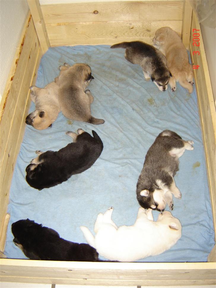 Blanding af racer Shiva *FÅET NYT HJEM* - Shiva og alle hendes brødre. Hun er den eneste pige i flokken. 2 uger gamle billede 18