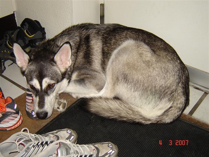 Blanding af racer Shiva *FÅET NYT HJEM* - Shiva´s mor Zenta billede 19