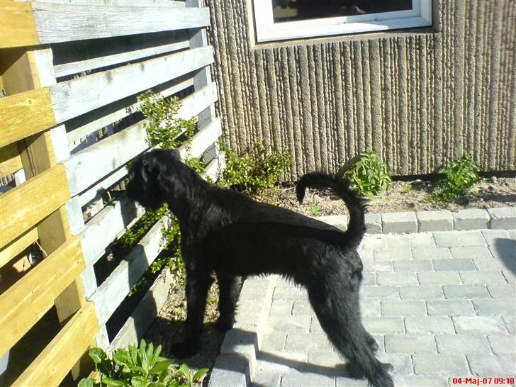 Riesenschnauzer Zantos billede 13