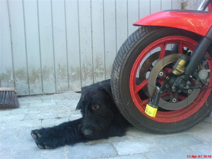 Riesenschnauzer Zantos billede 14