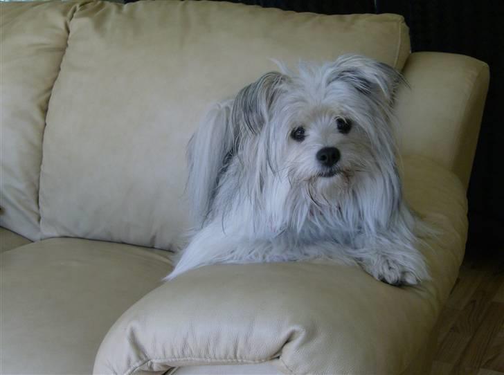 Blanding af racer GABY - Er Gaby ikke bare dejlig! billede 1