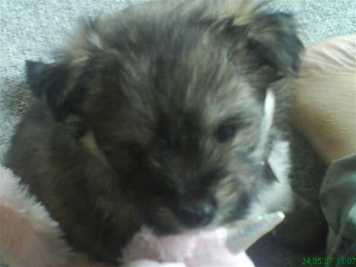 Blanding af racer GABY - Det er mit tøjdyr altså... billede 2