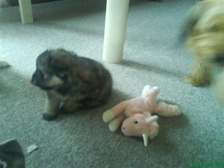 Blanding af racer GABY - Jeg er da heldigvis blevet større end mit tøjdyr.. billede 3