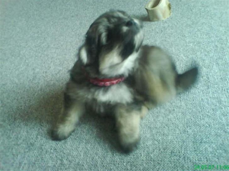 Blanding af racer GABY - Gaby er ca. 5 uger nu billede 4