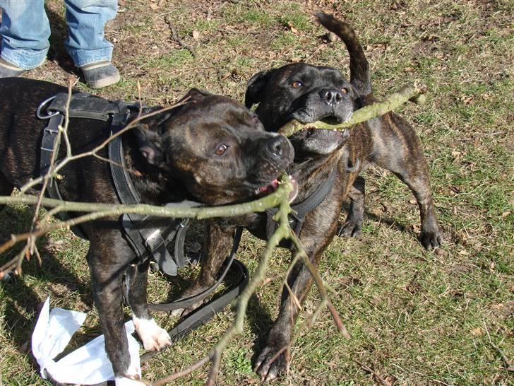 Amerikansk staffordshire terrier Beti billede 6