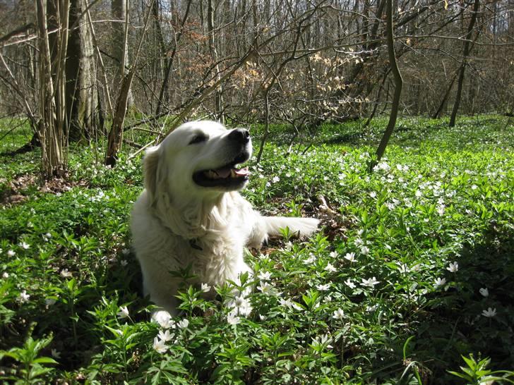 Golden retriever Silas - Jeg skulle lige have et billede af ham imens han lå mellem anemonerne ;) billede 12