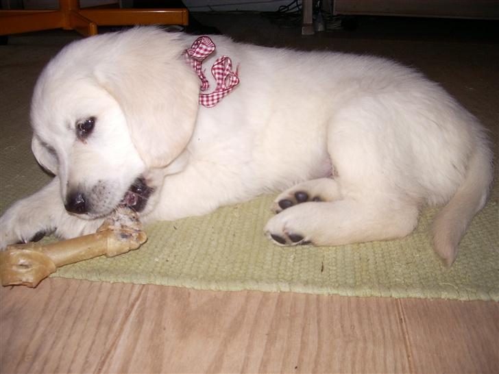 Golden retriever Silas - Silas d. 16 December.. 1 dag efter vi fik ham! :) Han har lige fået sit første ben.. billede 13