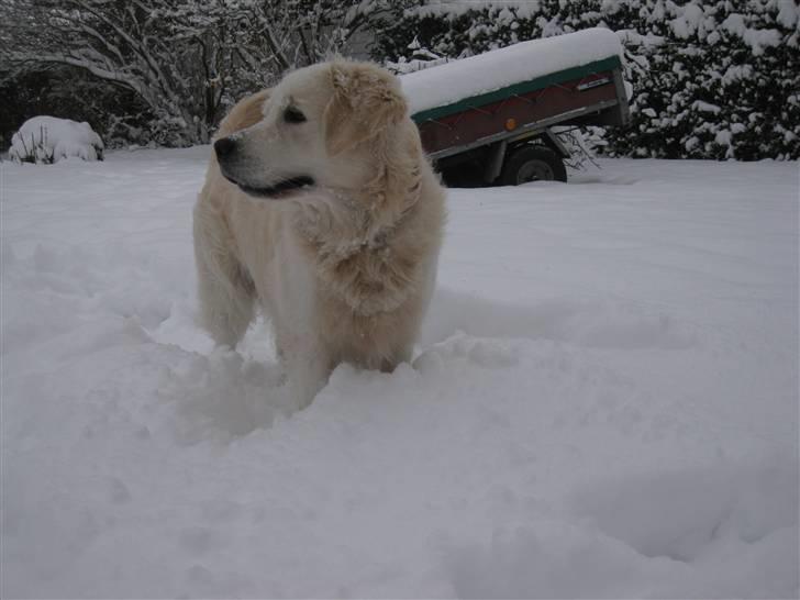 Golden retriever Silas - Silas ude i sneen (2011) NYT billede 14