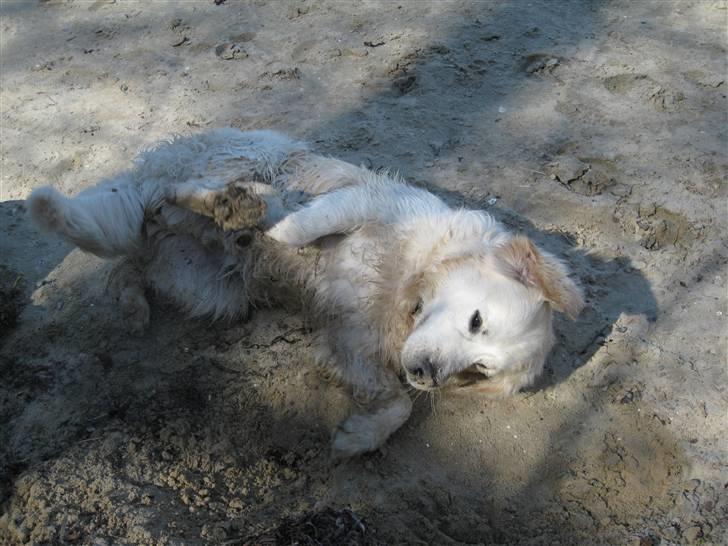 Golden retriever Silas - Silas der ruller sig i sandet.  billede 15