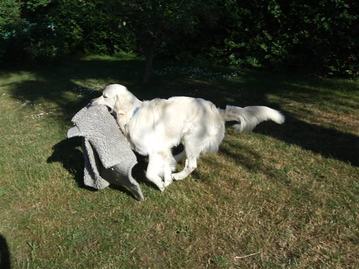 Golden retriever Silas - Silas i fuld firspring med sit tæppe i munden ;)  billede 16