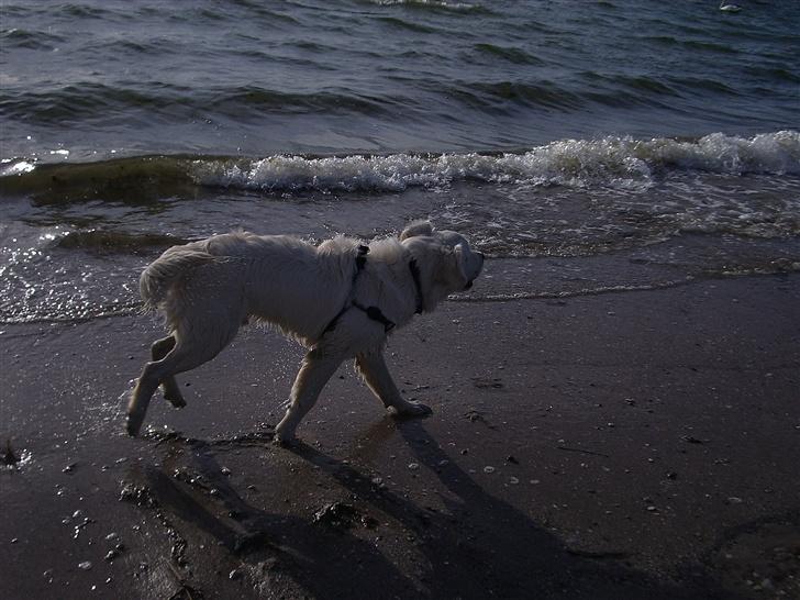 Golden retriever Silas - Et smukt lille aftenbillede ved fjorden :) billede 17