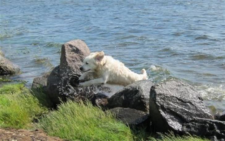 Golden retriever Silas - Springer fra vandet over nogle  sten :) billede 18
