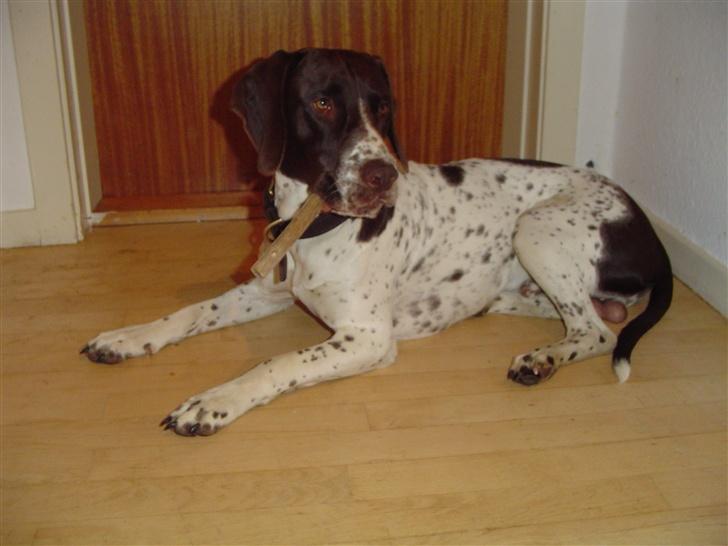 Gammel dansk hønsehund MIlo - Ja, her er jeg så, ligger og venter på at vi skal ud i skoven billede 1