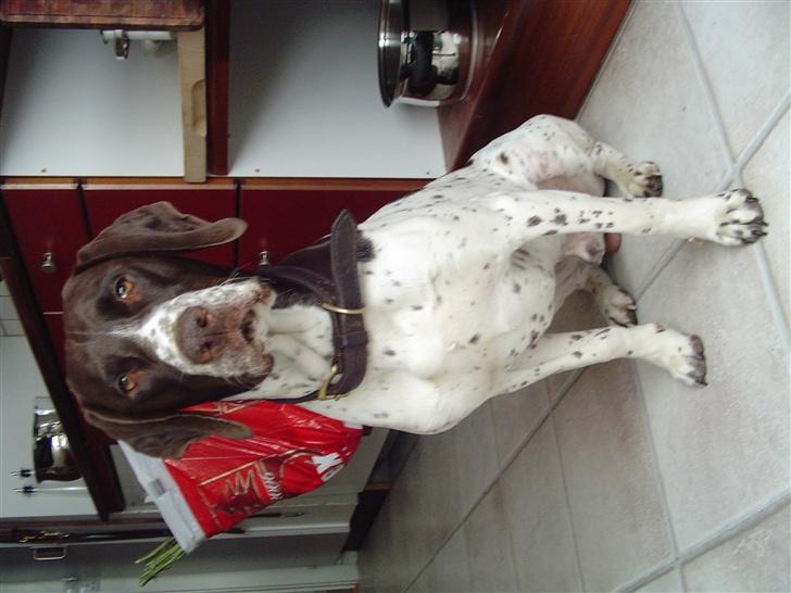 Gammel dansk hønsehund MIlo - Venter på min mad, de er godt nok længe om det i dag billede 2