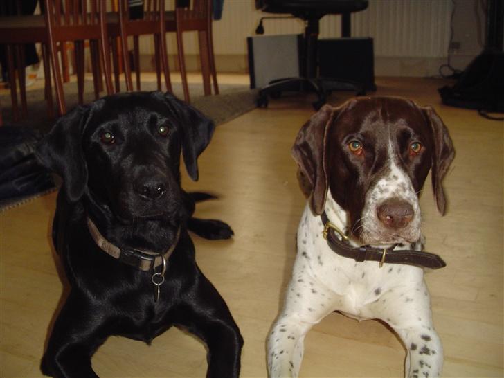 Gammel dansk hønsehund MIlo - Mig og min bedste ven billede 3