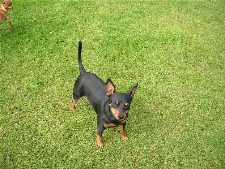 Dvaergpinscher Vigo - Her er jeg i haven solen skære mig i øjnene billede 3