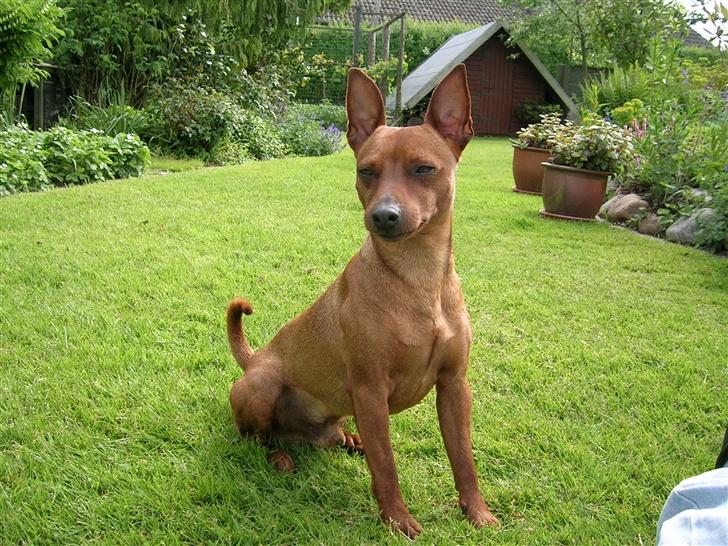 Dvaergpinscher Hubert - Jeg sidder og venter billede 6