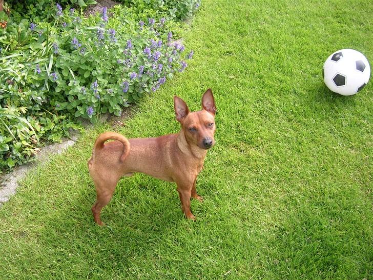 Dvaergpinscher Hubert - Spark nu til den bold billede 7