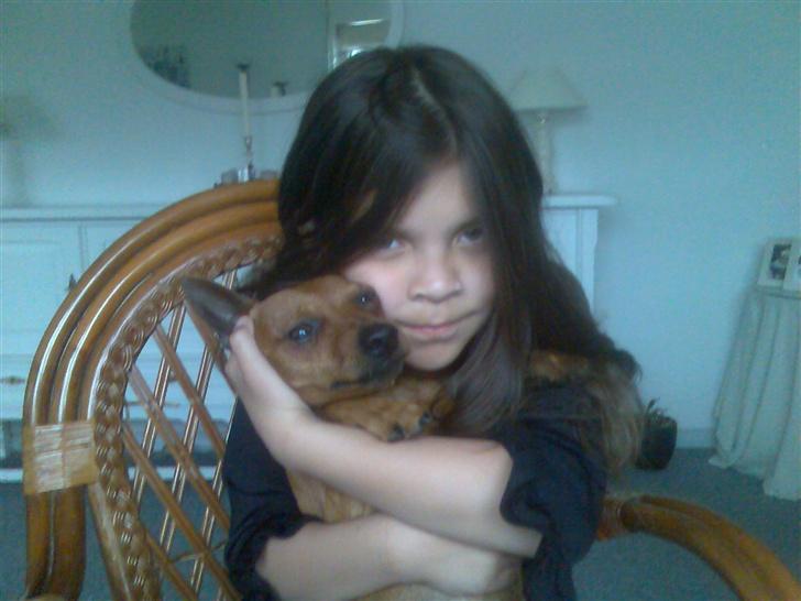 Dvaergpinscher buller - elsker dig mor! billede 11