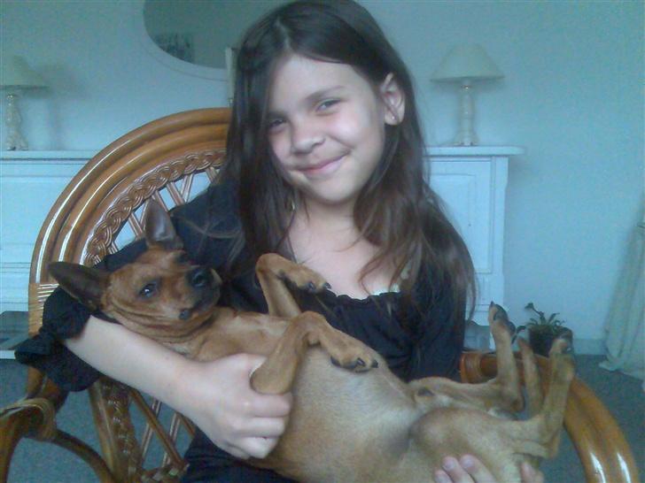Dvaergpinscher buller - her putter jeg på mors arm! man sover godt i hendes arme!  billede 13
