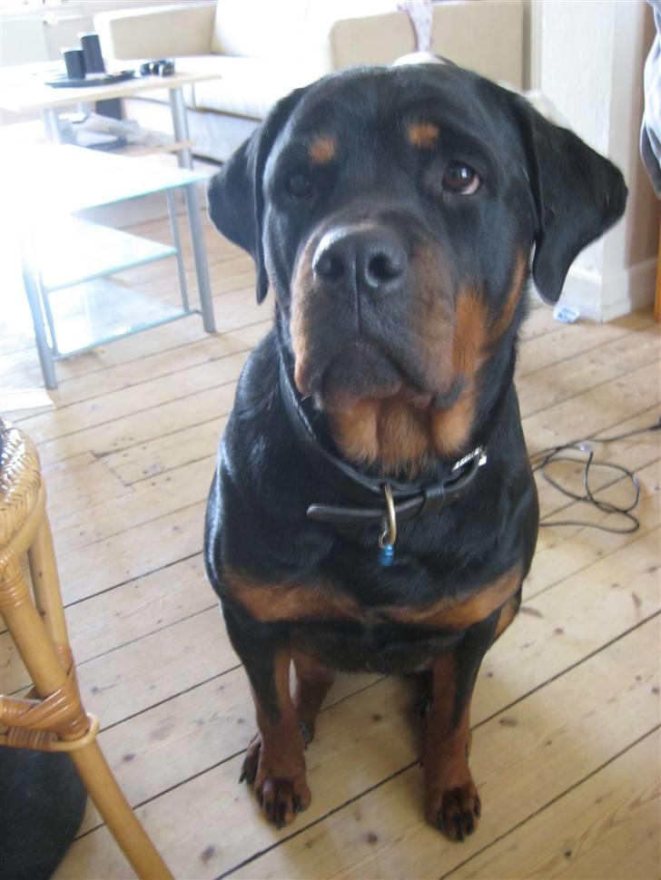 Rottweiler loca billede 1