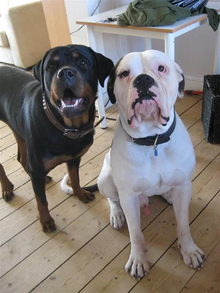 Rottweiler loca billede 2