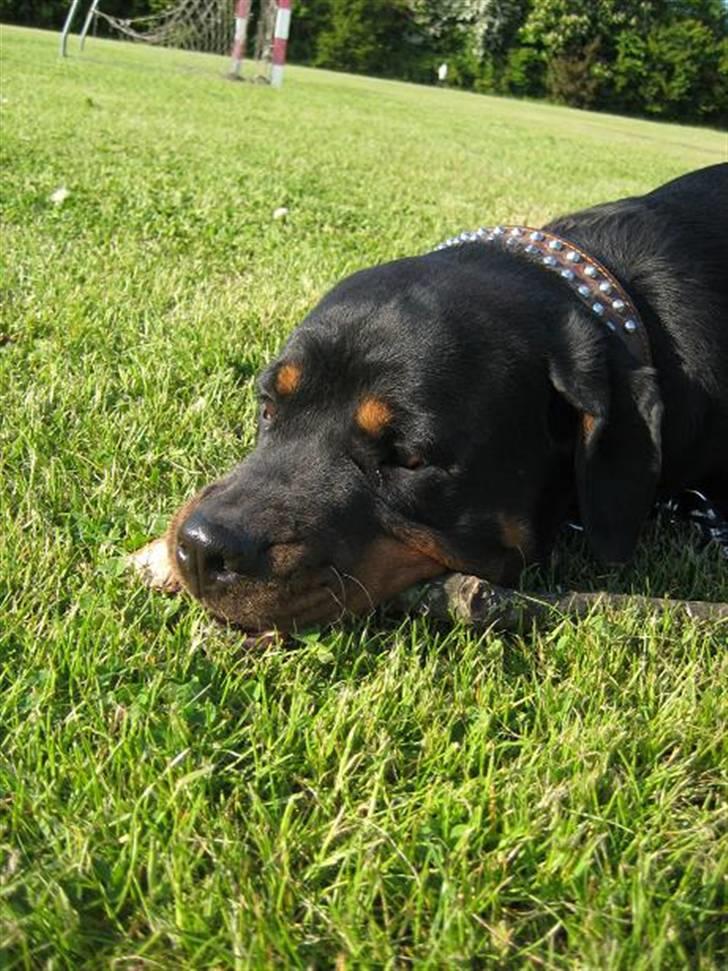 Rottweiler loca billede 3