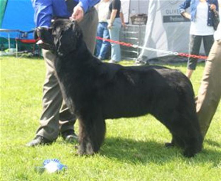 Newfoundlænder Bertha - d. 20 maj 07 Bertha blev anden vinder i unghundekl. med CK og SL billede 8