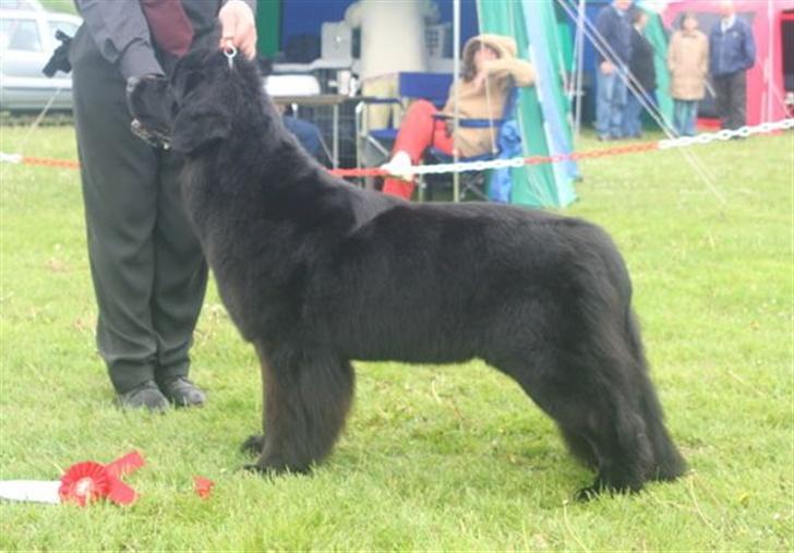 Newfoundlænder Bertha - f. 19 maj 07 Bertha vandt unghundeklassen med CK i Vordingborg billede 9