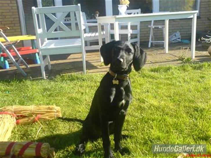 Blanding af racer Citta (Solgt) - Tager mig lige en lur:) billede 13