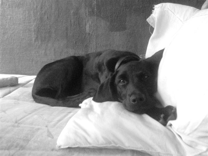 Blanding af racer Citta (Solgt) billede 14