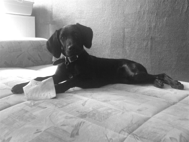 Blanding af racer Citta (Solgt) billede 15