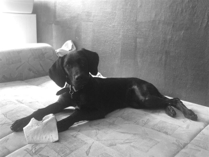 Blanding af racer Citta (Solgt) - er jeg ikke skøn?? billede 16