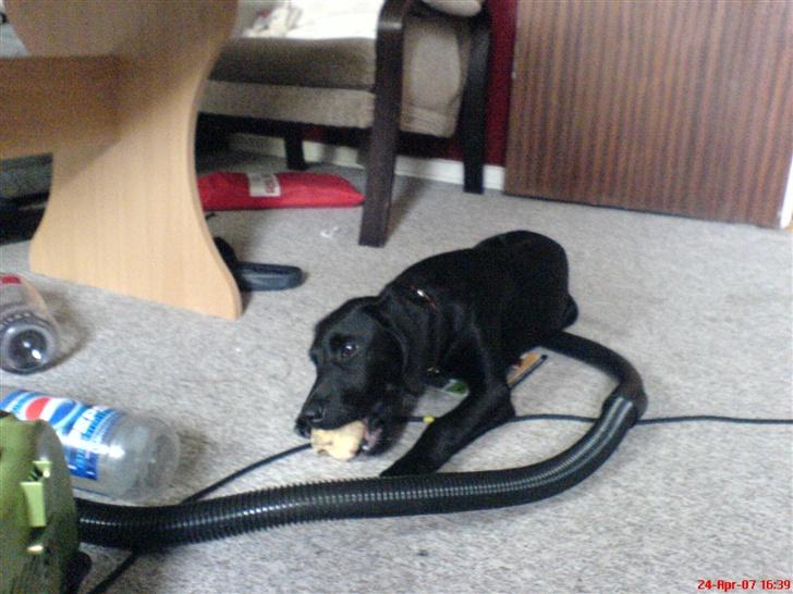 Blanding af racer Citta (Solgt) billede 17