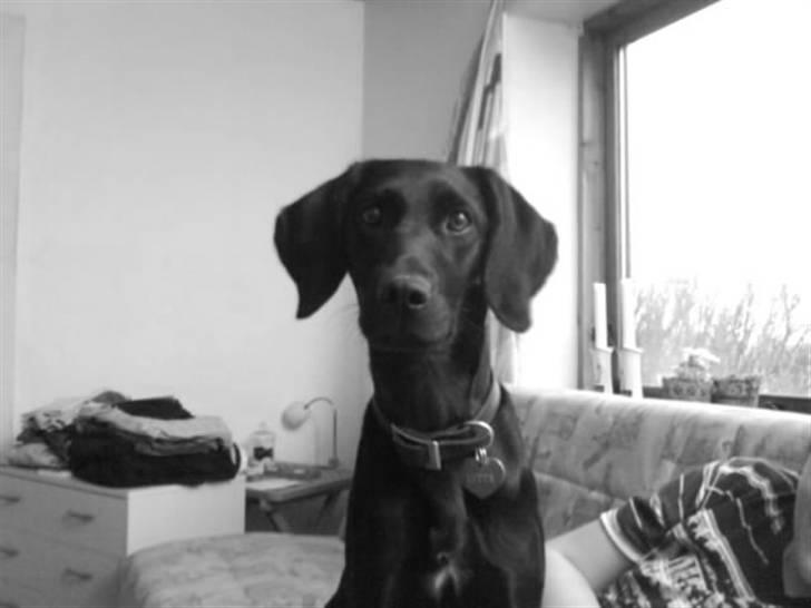 Blanding af racer Citta (Solgt) - dette billede er nyt.. er hun ikke skøn. billede 18